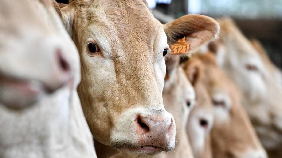 🙏 Nous adressons tout notre soutien aux éleveurs dont nous partageons la douleur de devoir faire abattre leurs troupeaux de vaches en raison de la dermatose nodulaire contagieuse.
#vámonos