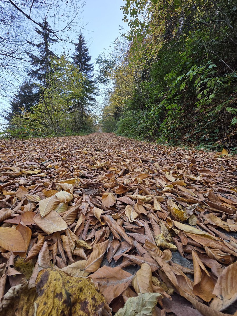 nustundag's tweet photo. Bazı yollar... 🍁🍂🍁 https://t.co/kVg2QFCoxy