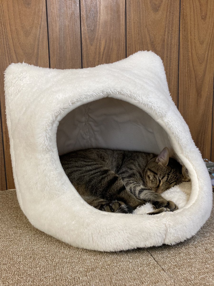 ChatonRouge_S's tweet photo. 先日はみなさまよりお預かりしていた募金箱を持って #保護猫カフェヘミングウェイ さんにお邪魔してまいりました🐈
お昼過ぎのポカポカ陽気で猫さんたちはお休み中かな？と思いましたが、皆さん元気よく遊んだり喋ったりと賑やかな様子でした😊
改めて、ご協力いただいた皆様ありがとうございます🐈🐕 https://t.co/vbn1tyFgSK