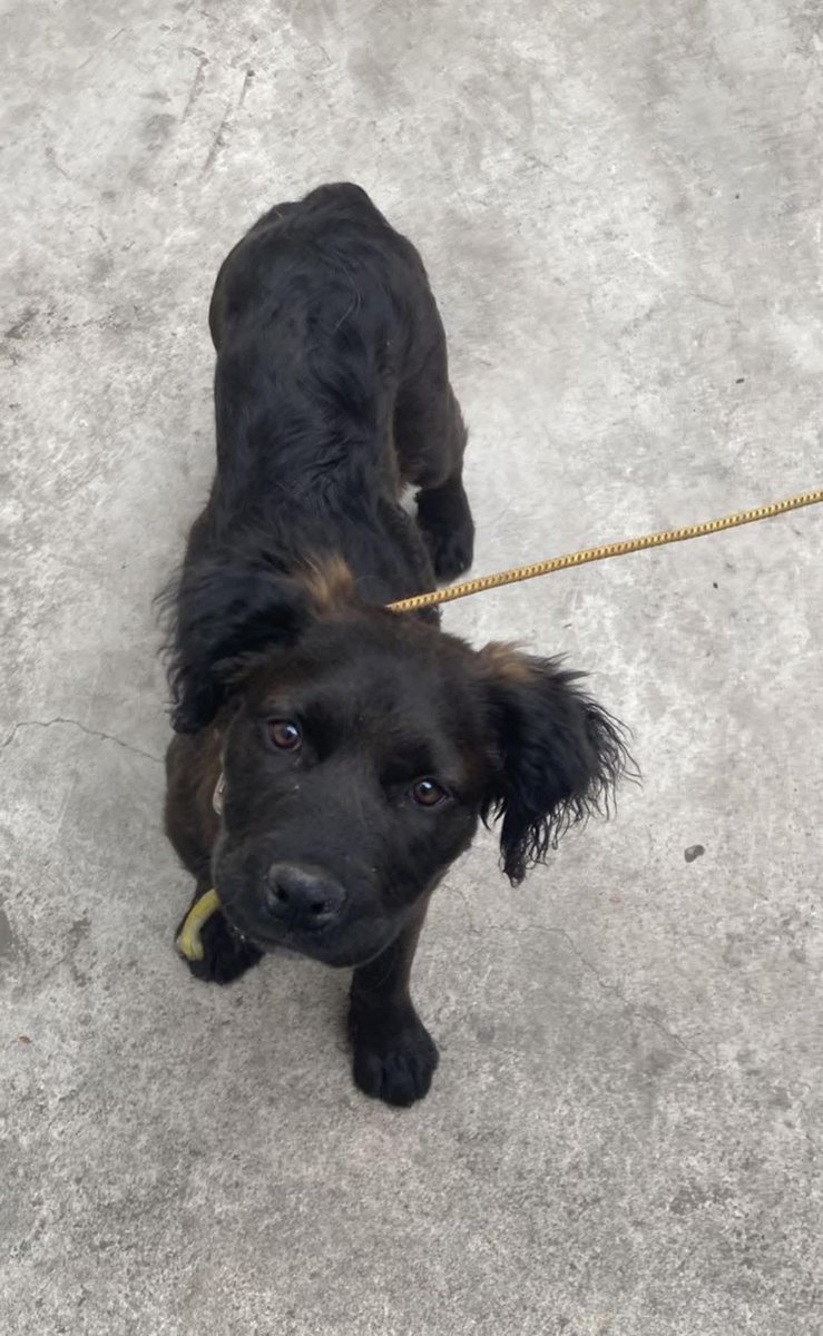 CagmenVG's tweet photo. hoy encontramos esta perrita por Metro Apatlaco, cerca del mercado de la Magdalena Atlazolpa en Iztapalapa, CDMX. Traía puesto ese collar @Horacitu @MrElDiablo8 @genarolozano por favor, ayuden a difundir. 

Si alguien la reconoce, la tenemos en resguardo. https://t.co/mNABbQ4VsY