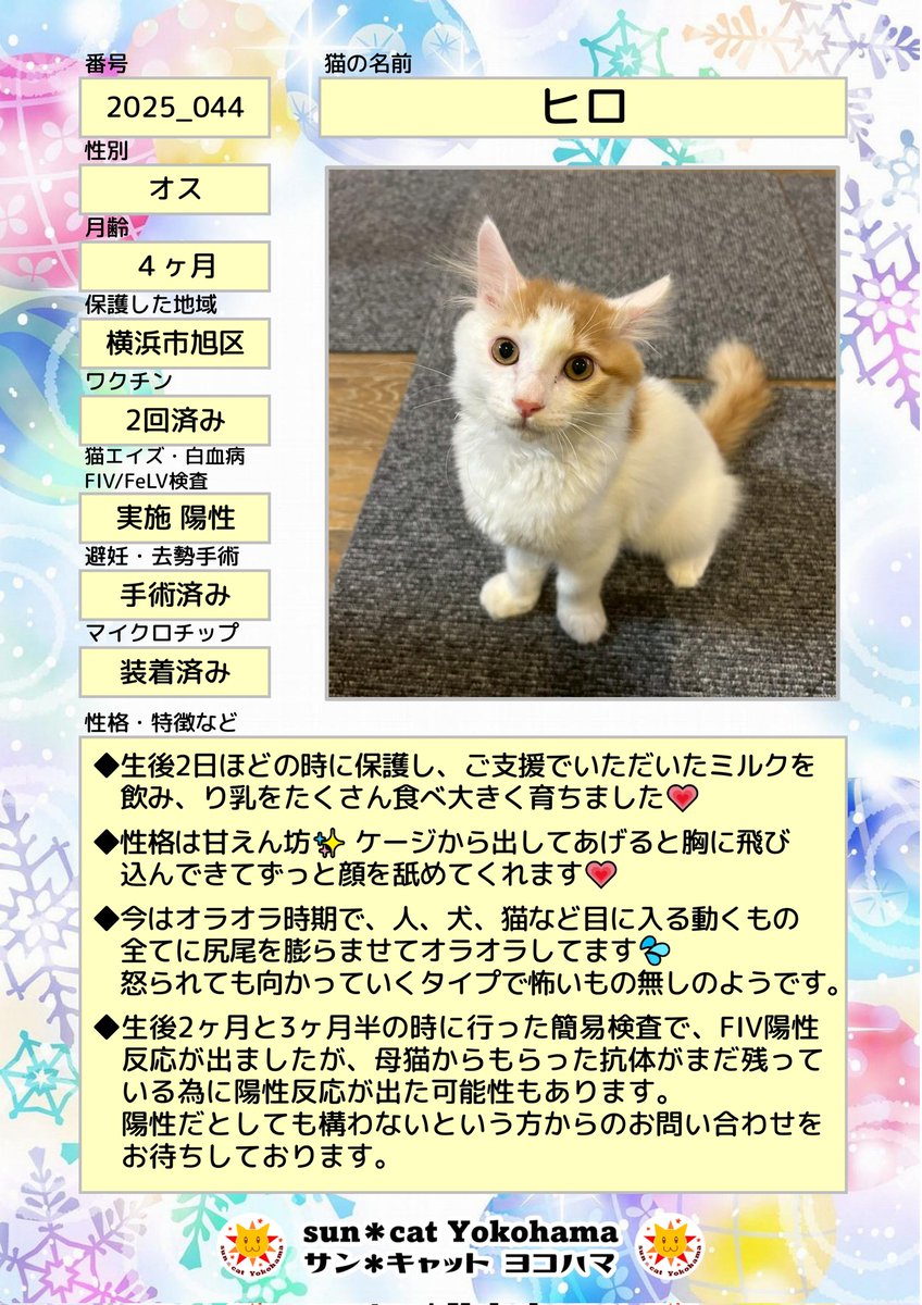 【売約済】Neko様 12月13日(土)の譲渡会には欠席しますが、里親さまを募集している猫達を