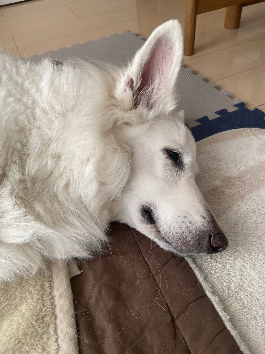 おひるねってやつはさいこうだぜ