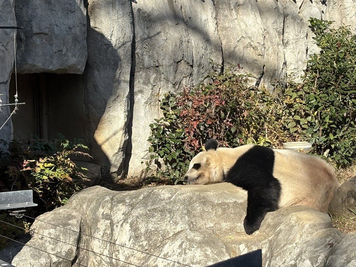 レイちゃん🐼🧡のちかくでねるとおちつきましゅね🐼💚 2025.12.12