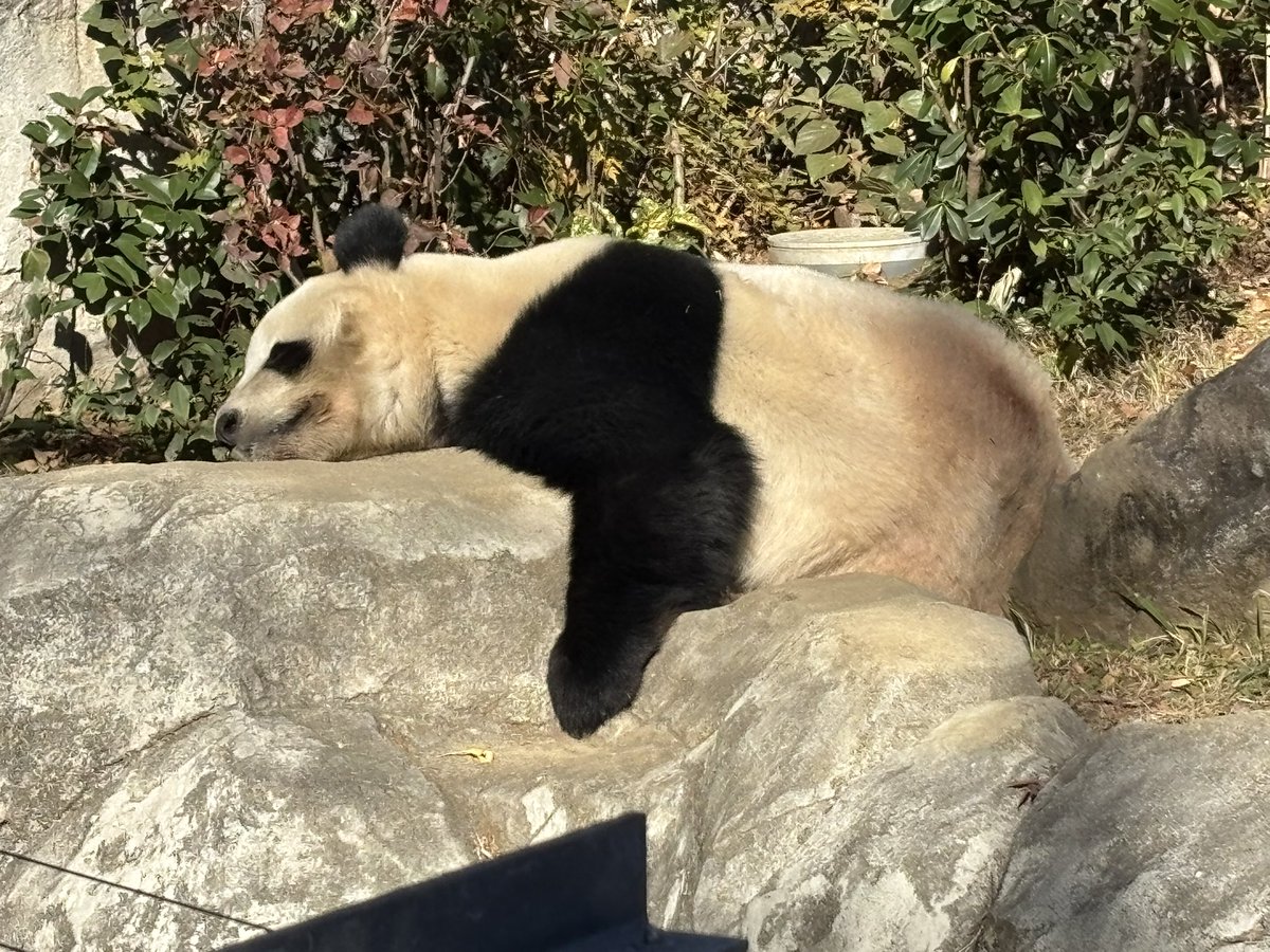 レイちゃん🐼🧡のちかくでねるとおちつきましゅね🐼💚 2025.12.12