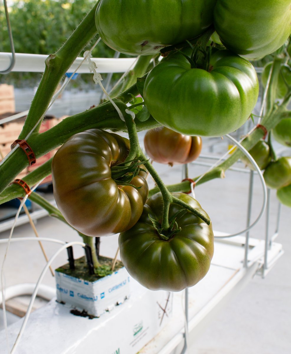 toplinefarms's tweet photo. Heirloom picking is underway! 🍅✨

The colors, shapes, and flavor are coming in beautifully as the harvest begins.

More heirloom goodness on the way! https://t.co/PH1abbeVqQ 
#GreenhouseGrown #HeirloomTomatoes #ToplineFarms https://t.co/ZRIPVe5kAc