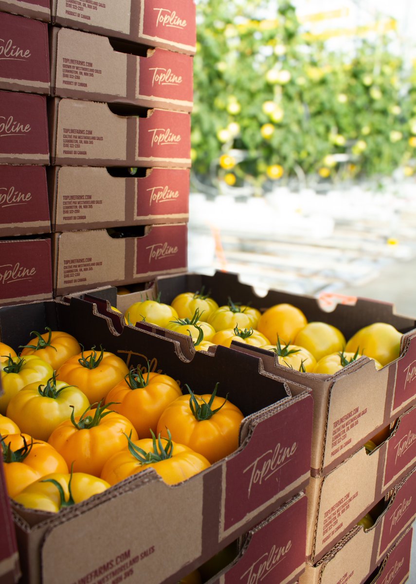 toplinefarms's tweet photo. Heirloom picking is underway! 🍅✨

The colors, shapes, and flavor are coming in beautifully as the harvest begins.

More heirloom goodness on the way! https://t.co/PH1abbeVqQ 
#GreenhouseGrown #HeirloomTomatoes #ToplineFarms https://t.co/ZRIPVe5kAc