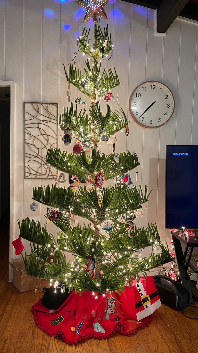 FreeRangeHumans's tweet image. Norfolk Christmas tree. We get to replant in our yard after she graces us with her beauty for the holiday.