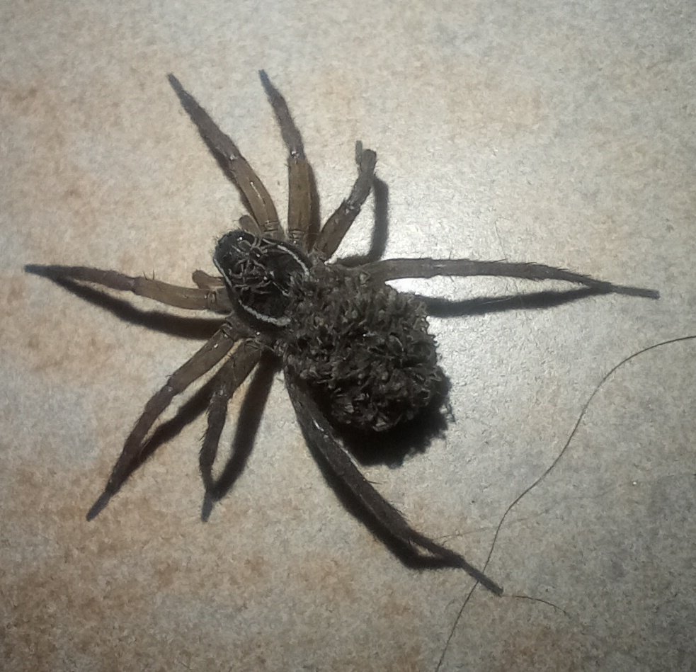 Ví una araña en el piso que tenía algo raro atrás y le saqué foto para poder ver más de cerca y tiene todas las crías pegadas 👁️👄👁️