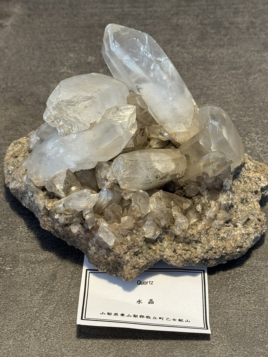 戦利品 1/6 乙女鉱山の古い水晶標本。母岩付きで結構デカくて状態も