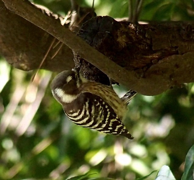 Post by うきぴ on X: コゲラ