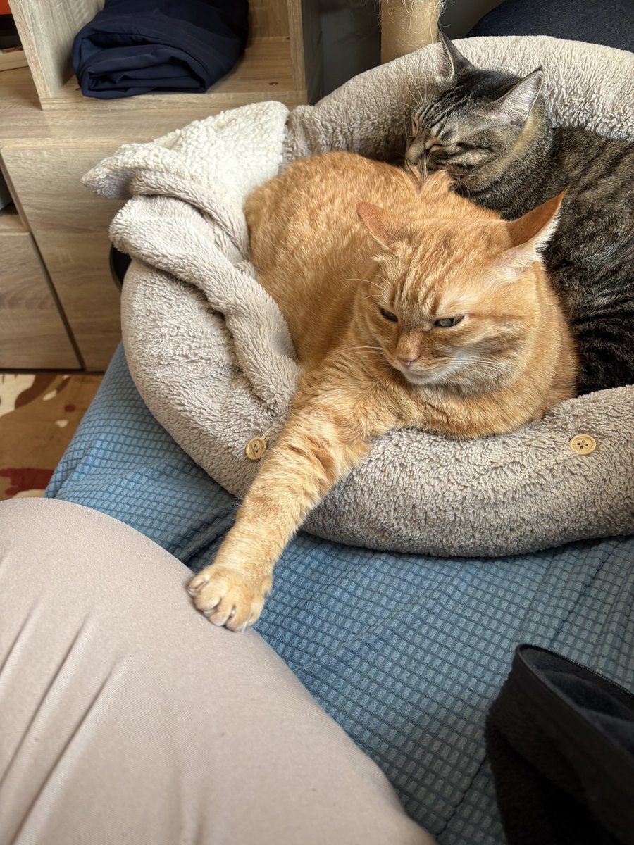 すずつむふう【我が家の可愛い猫's】 (@kagisuzu0531) / Posts / X