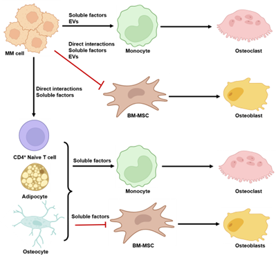 ScilightHm's tweet photo. A concise deep dive into how multiple myeloma causes bone disease, current treatments, and promising new therapeutic targets.

Read more:  https://t.co/51ro6Xltvf

#Myeloma #BoneDisease #CancerResearch https://t.co/2cp2NPReN4