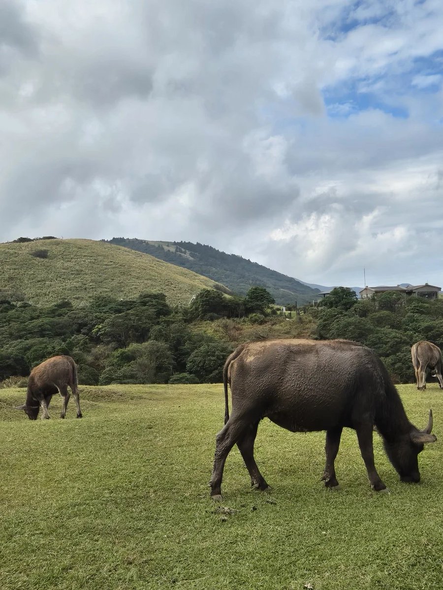 Mini04lin's tweet image. 台北の擎天崗：今日は晴れていてハイキングに最適です。