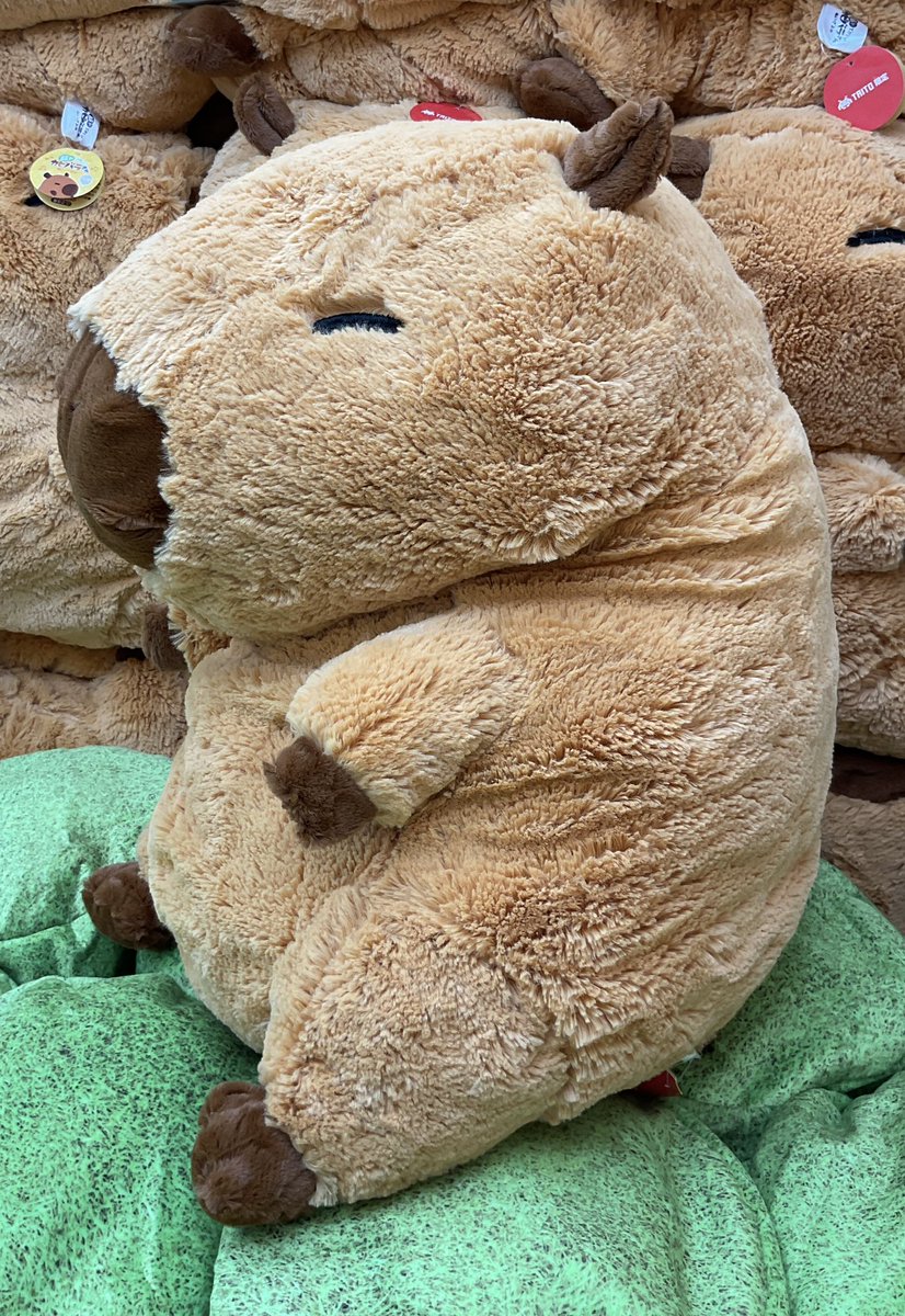 超ドでかい！ #カピバラさんぬいぐるみ 大登場‼️ 全高約50cmのドでか