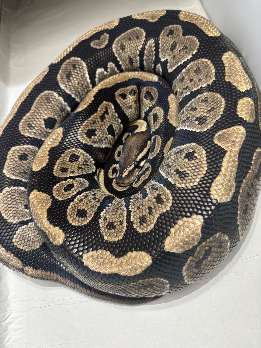 na___Python's tweet image. 🧎‍♂️‍➡️