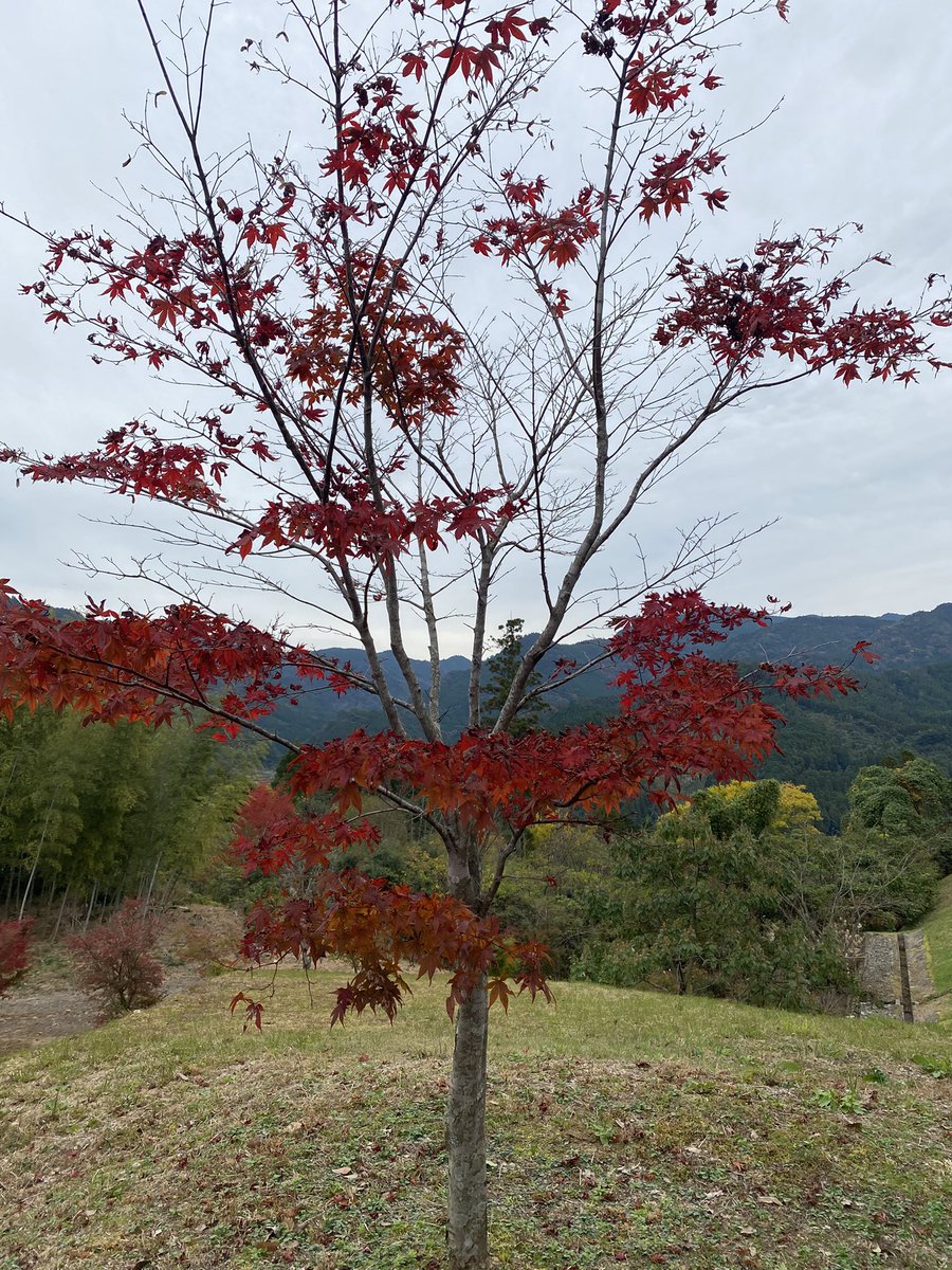 aaa1018sss's tweet photo. まだ、紅葉が残っていました😊✨🍁 https://t.co/o2ezoQ7BY3