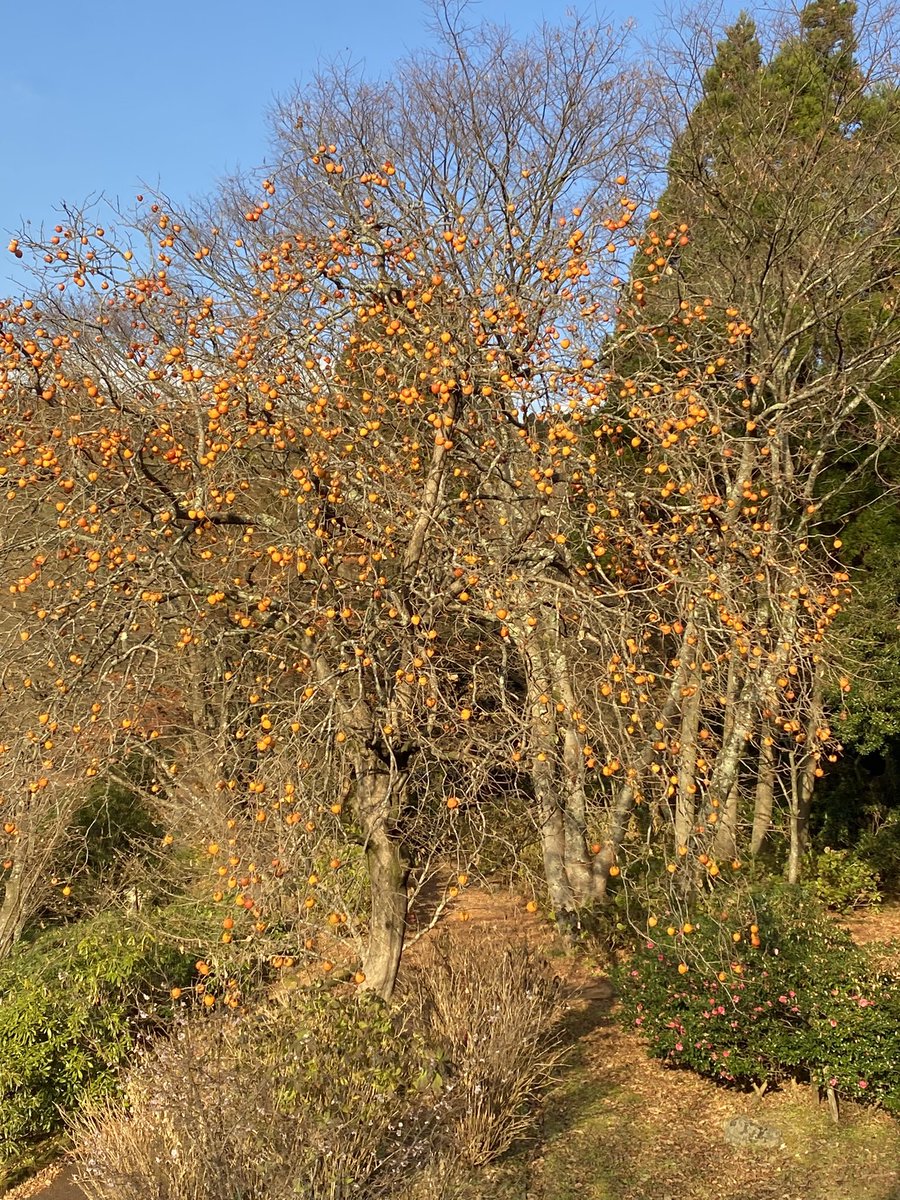 aaa1018sss's tweet photo. まだ、紅葉が残っていました😊✨🍁 https://t.co/o2ezoQ7BY3