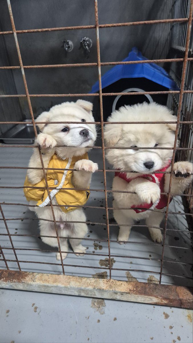 hanam_shelter's tweet image. 노란 아가 입양문의가 제로예요. ㅠㅠ
이러다가 혼자 남을수도 있을 것 같아요 이 차가운 보호소에서…
콩빵이입니다. 많은 관심 부탁드려요 ㅠㅠ