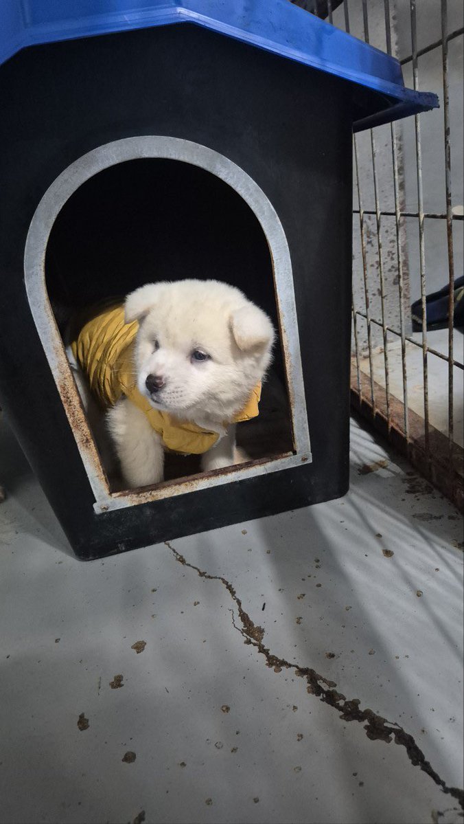 노란 아가 입양문의가 제로예요. ㅠㅠ
이러다가 혼자 남을수도 있을 것 같아요 이 차가운 보호소에서…
콩빵이입니다. 많은 관심 부탁드려요 ㅠㅠ