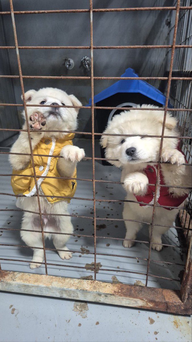 hanam_shelter's tweet image. 노란 아가 입양문의가 제로예요. ㅠㅠ
이러다가 혼자 남을수도 있을 것 같아요 이 차가운 보호소에서…
콩빵이입니다. 많은 관심 부탁드려요 ㅠㅠ