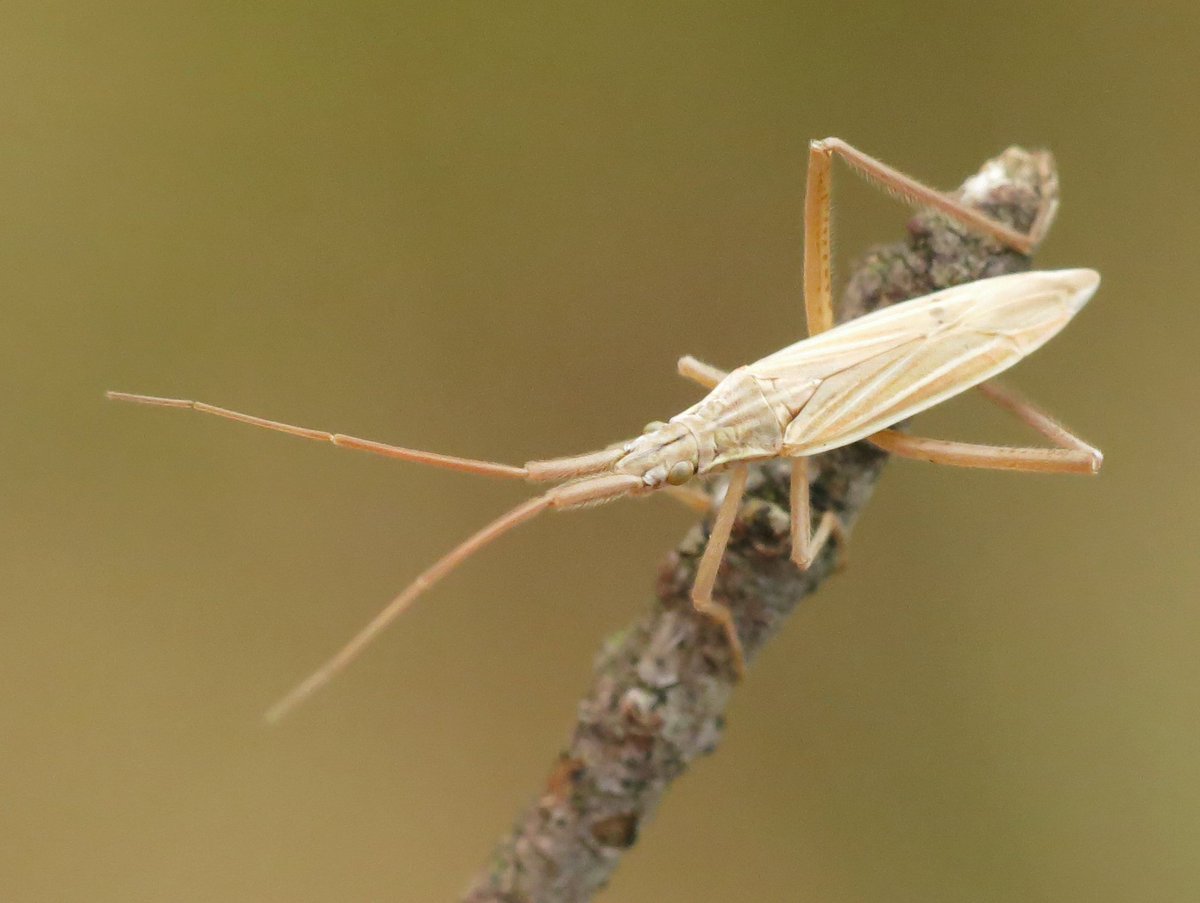 Panjan1972's tweet image. Bruine graswants in het Enterveen. #ElkeDagEenInsect #wants #macro #natuur #bugs #insect
