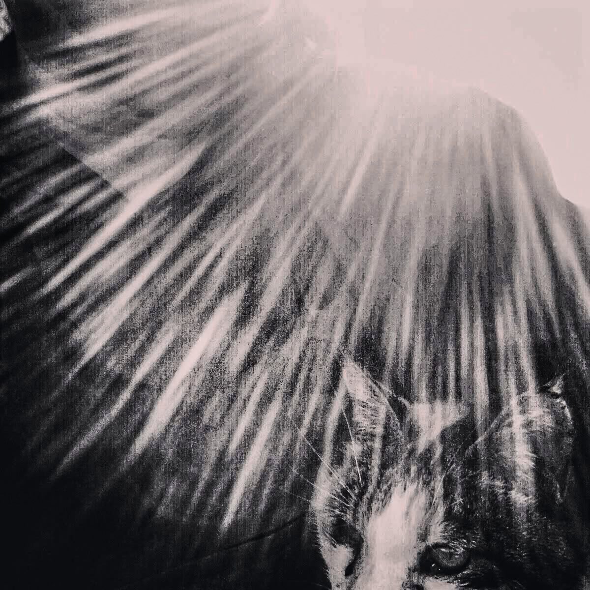 mana_street's tweet photo. Stray Cat and I 2014.
#iphonography https://t.co/Jlyyb6gQ24