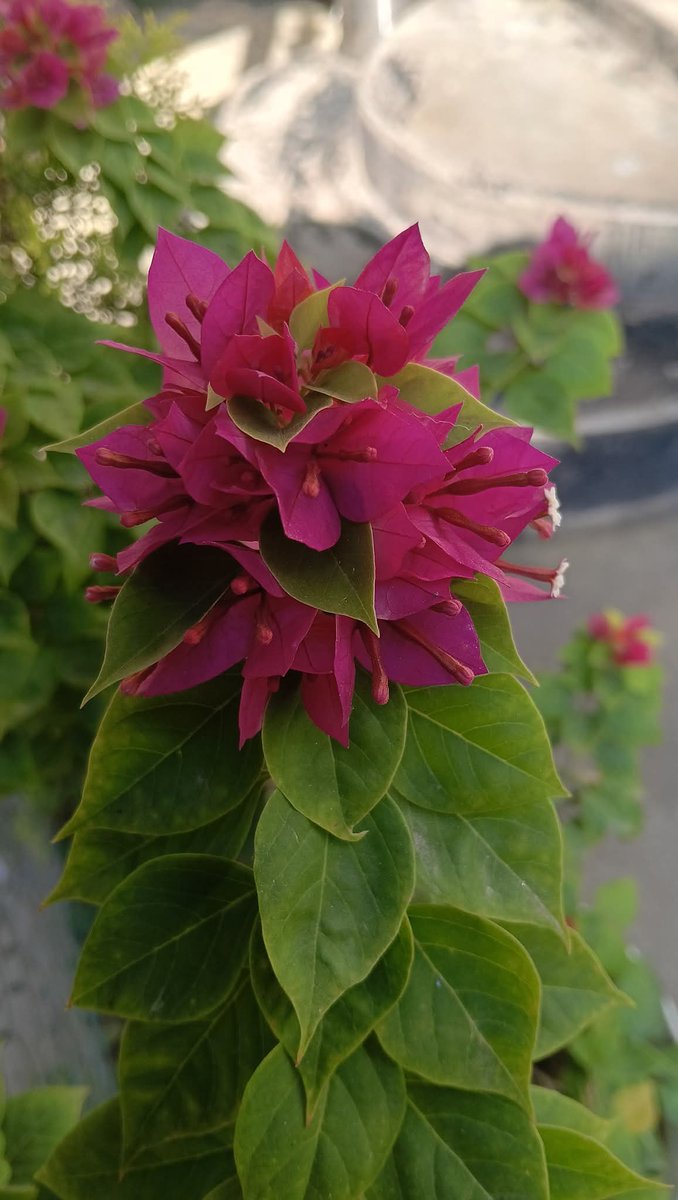 Realabhijeet2's tweet image. In search of flowers and love... I found BOUGAINVILLEA and YOU!! 🌸✨💞

Happy Friday!! 😍💜🩷❤️💟

#FlowersOnFriday #bougainvillea #Flowers #NatureBeauty
#NatureLovers #FridayVibes