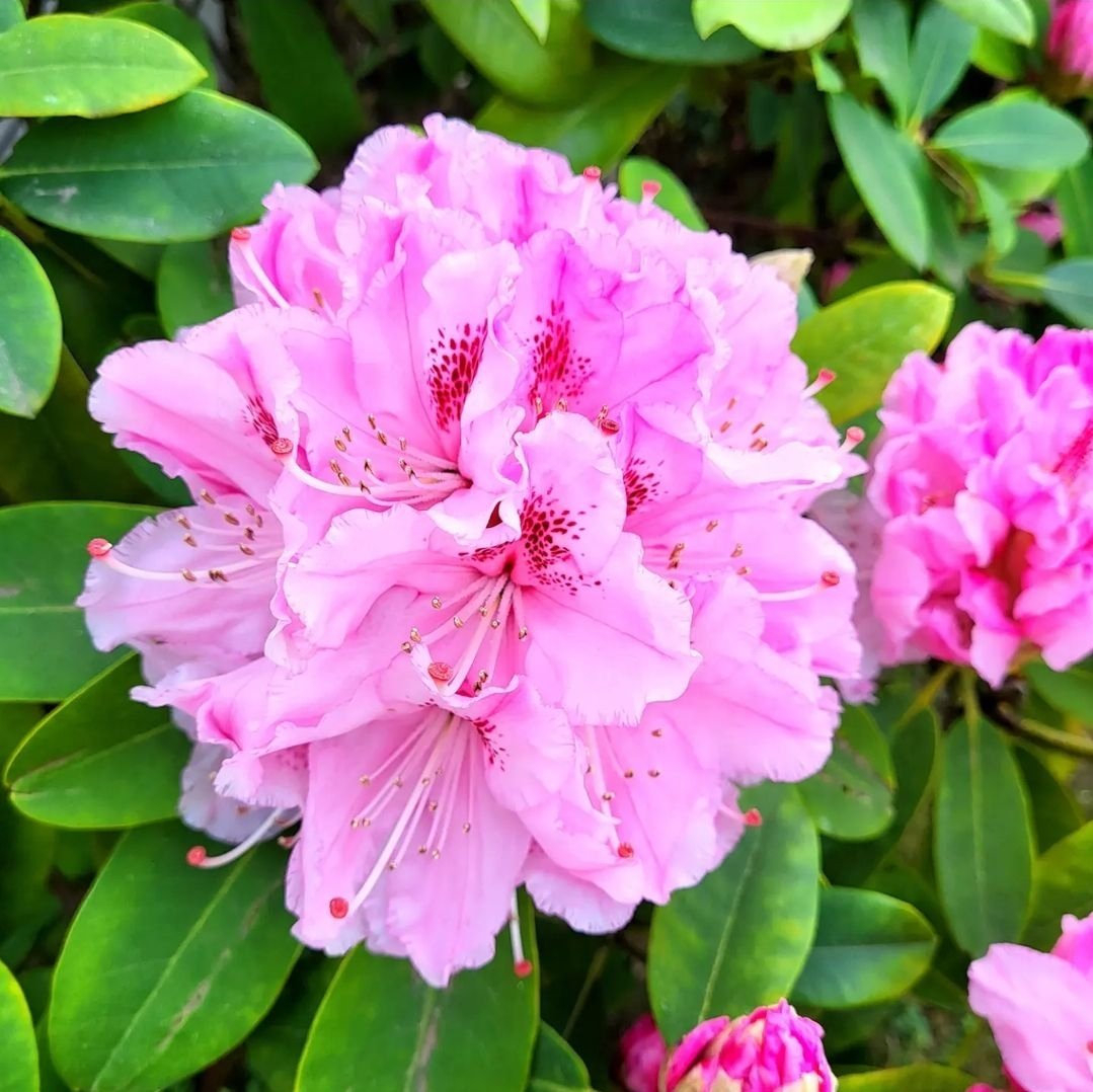 [L'AVENT EN PHOTO]
Chaque jour un thème à partager
ROSE
#unjour12unephoto
#aventenphoto