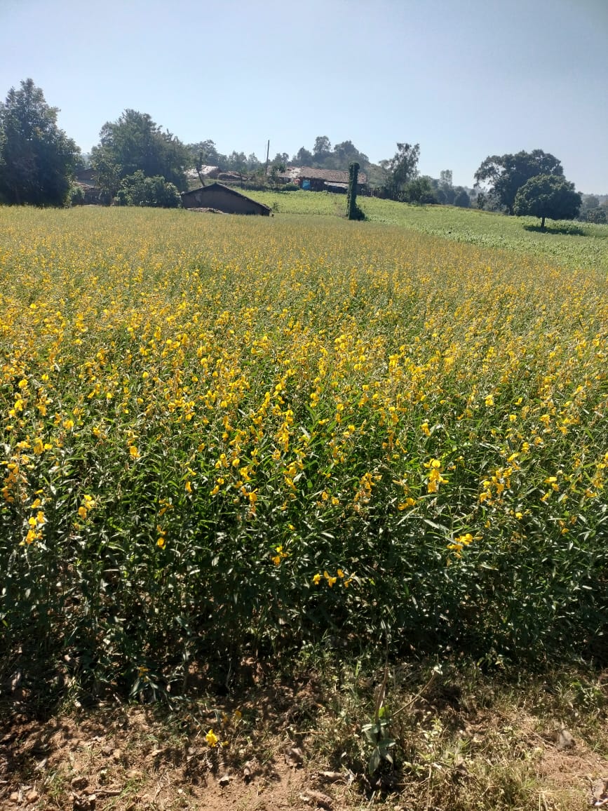Sunhemp# Garbada