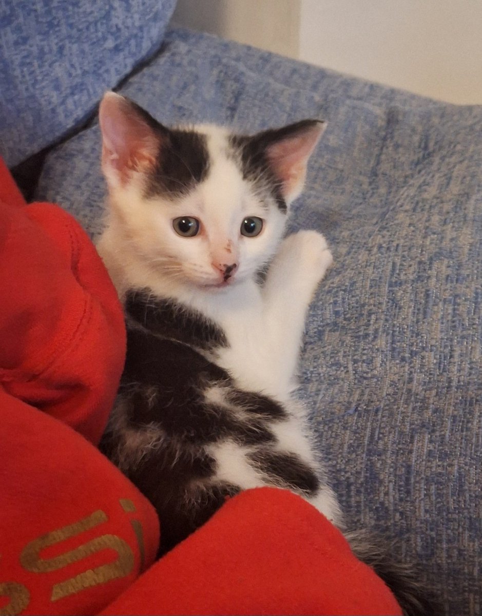 Vicki Jackson tweet media