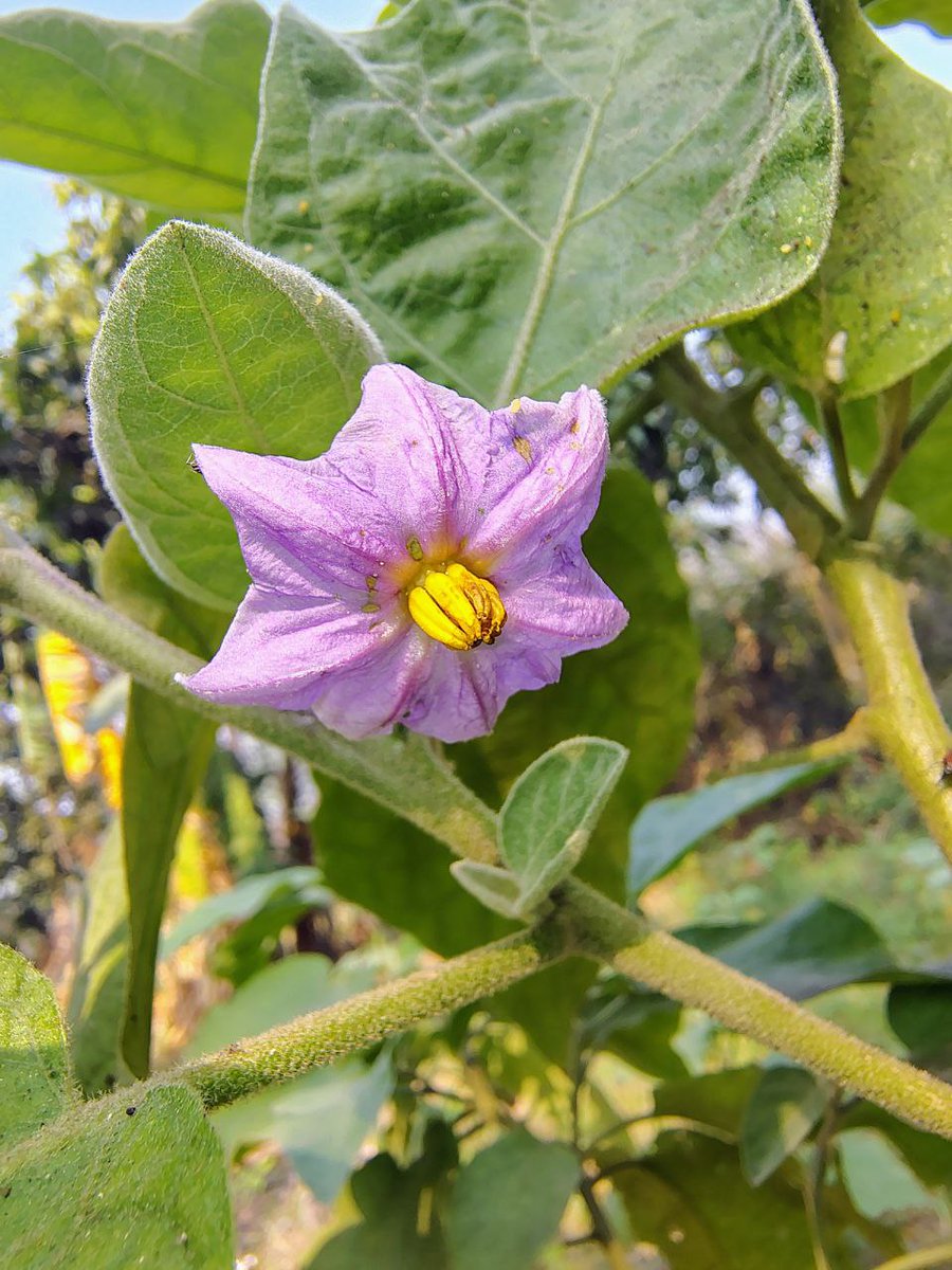tanishapriya_'s tweet image. “guess this soft bloom 🌸💜”
#Bloom
#Petals
#TinyMagic
#SoftVibes
#Dreamy