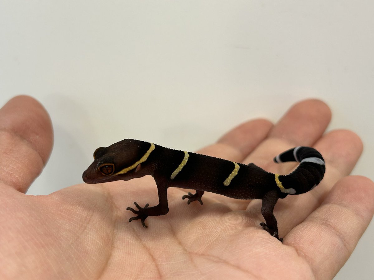 レオパ愛好家 4a8090e6-s.jpg