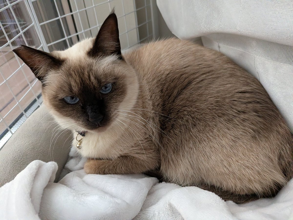 SAKUちゃん (@SakuraYnkk1) / Posts / X