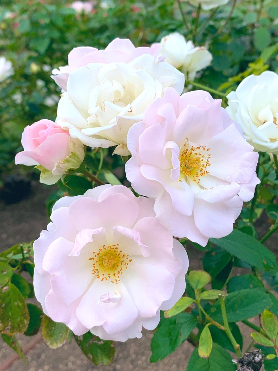 今日も何かいいことが ありますように…✨🍀 (ダグマー シュペート