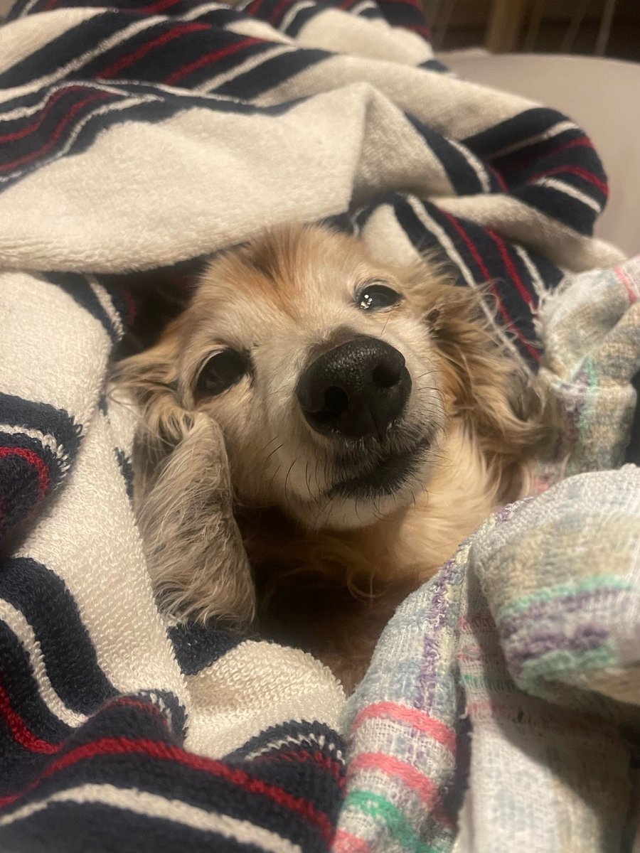 数名の方が、会ったこともない我が家のおじいわんに、寿命を分けてあげたい、とまで仰ってくれていてとても嬉しい。。
私もいつもそう思ってる。自分の残りの寿命をピッタリ半分おじいわんにあげて、お空にのぼるときも一緒に歩いて行きたい。