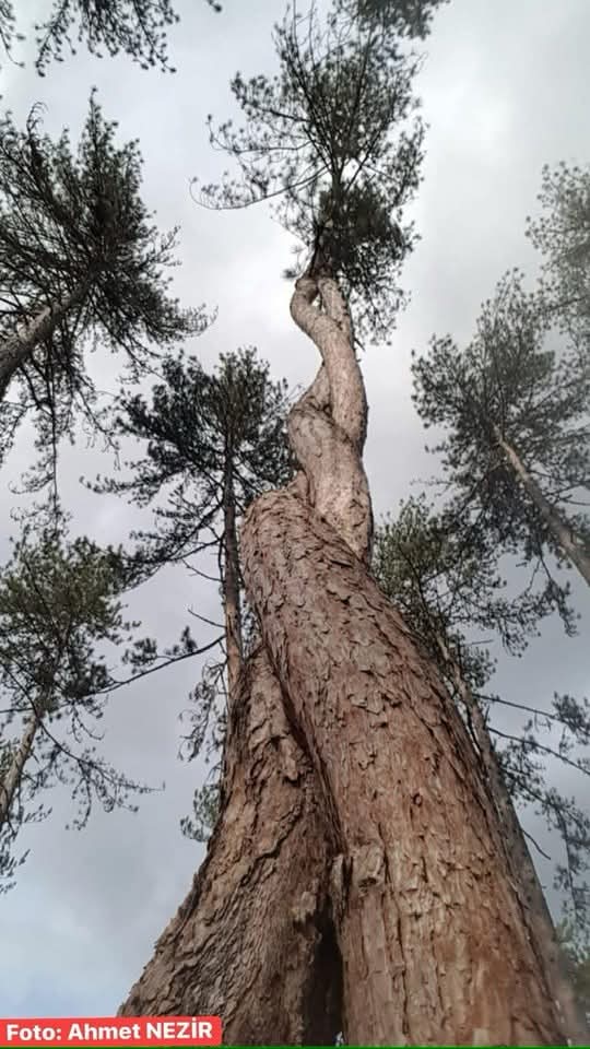 aydintufekci43's tweet photo. Kastamonu Orman Bölge Müdürlüğü ormanlarında gençleştirme çalışmaları esnasında koruma altına alınan ilginç şekilli iki çam ağacımız. https://t.co/oSrRgJQTVQ