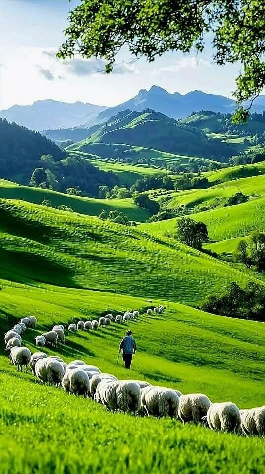 VieNatureSavoir's tweet photo. Good Noon 💚💚🎄💚💚
#natue #NaturePhotography https://t.co/uvYTGSzidp