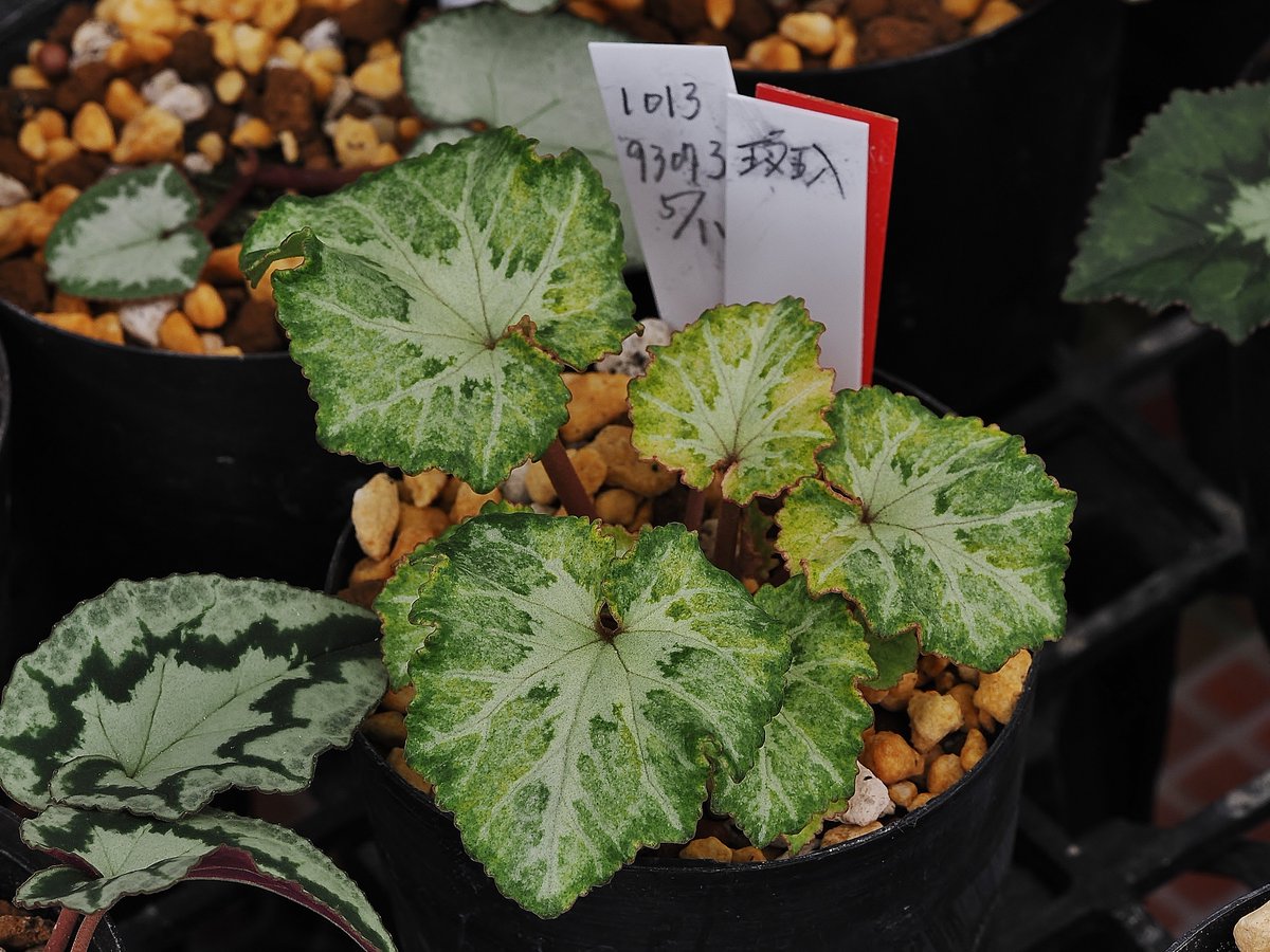 Yt (@Plantsman_jp) / Posts / X