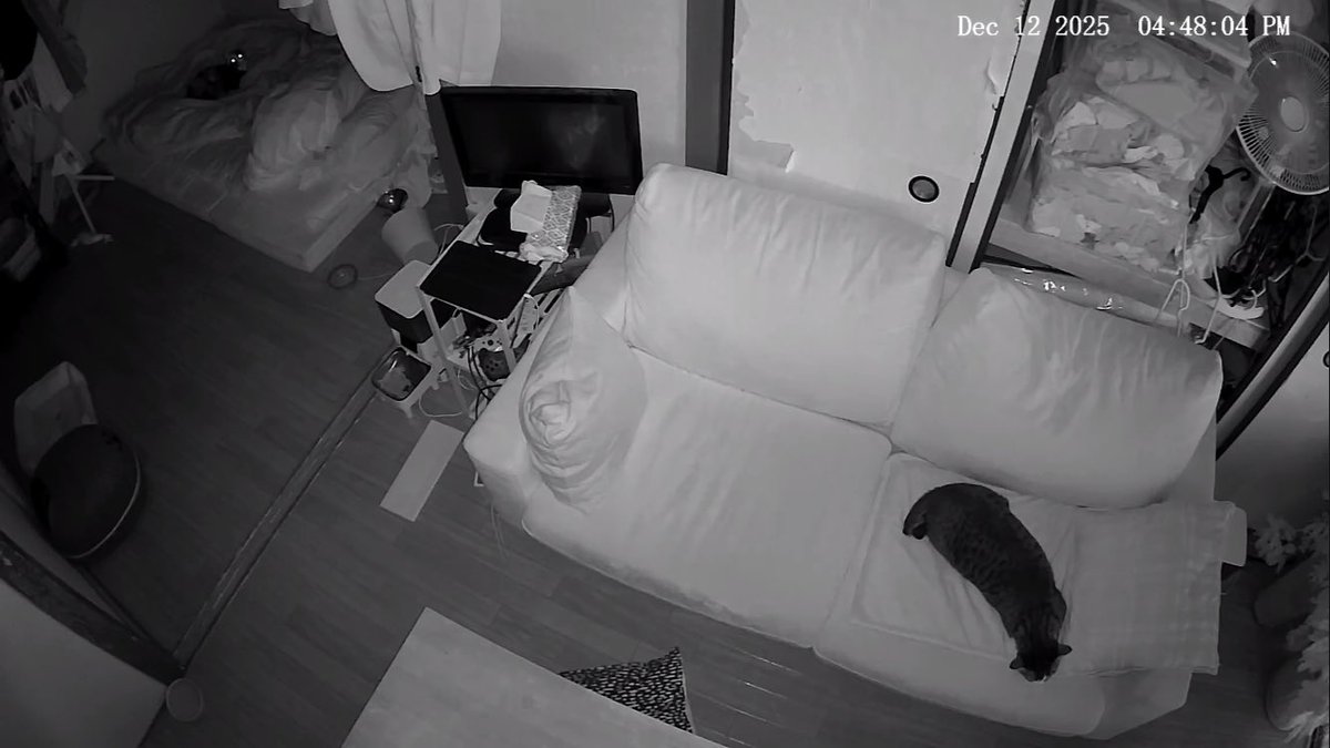 Pet Camera (@petcamera2cat) on Twitter photo 