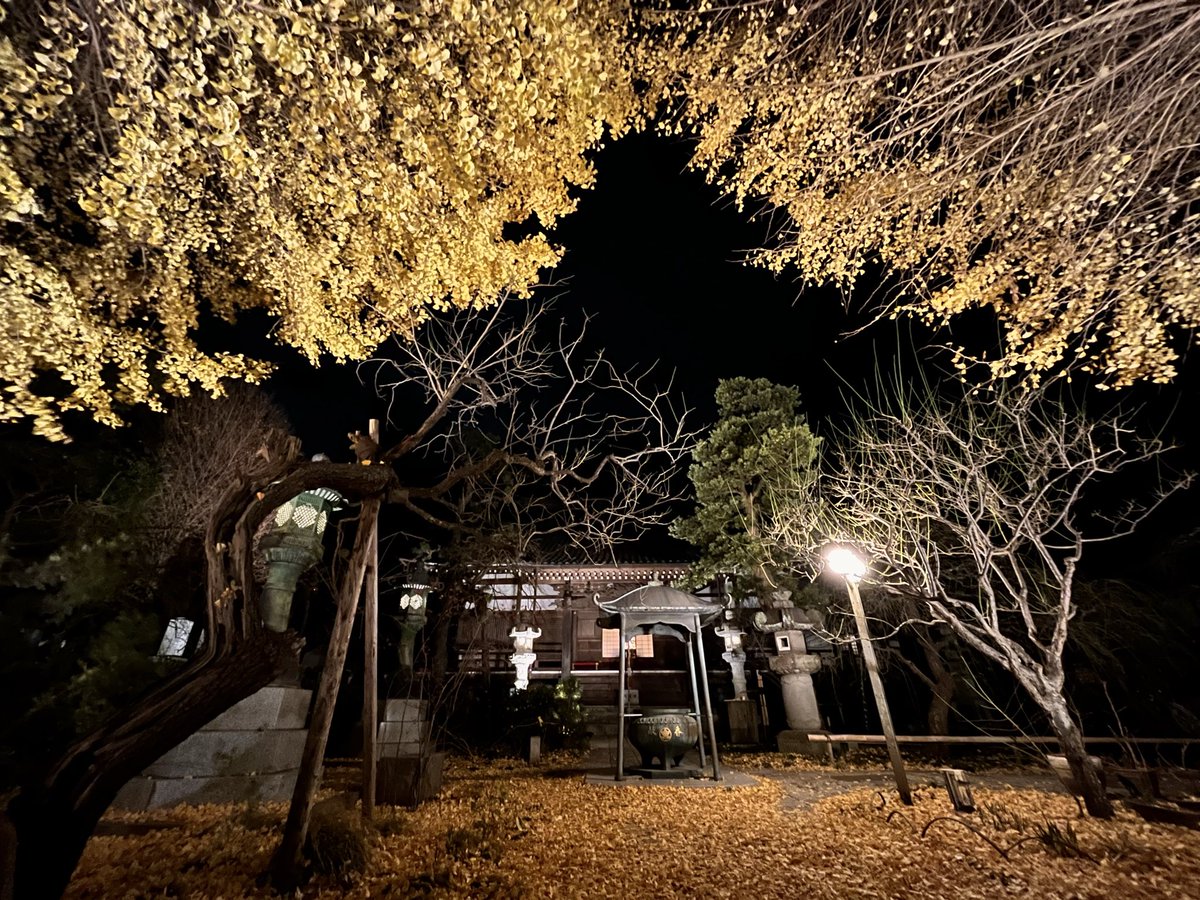 umi_enami's tweet photo. 仕事帰りに常立寺で銀杏のライトアップを見に行きました

カメラを忘れ、表現しにくいiPhoneで撮り、なるべく見た感じに近づけるように軽くレタッチ🍎

竹灯籠は見れませんでしたが、幻想的な黄葉した銀杏を楽しめましたよ🍁😆

#常立寺
#銀杏
#黄葉
#紅葉 https://t.co/R78kHRCHdH