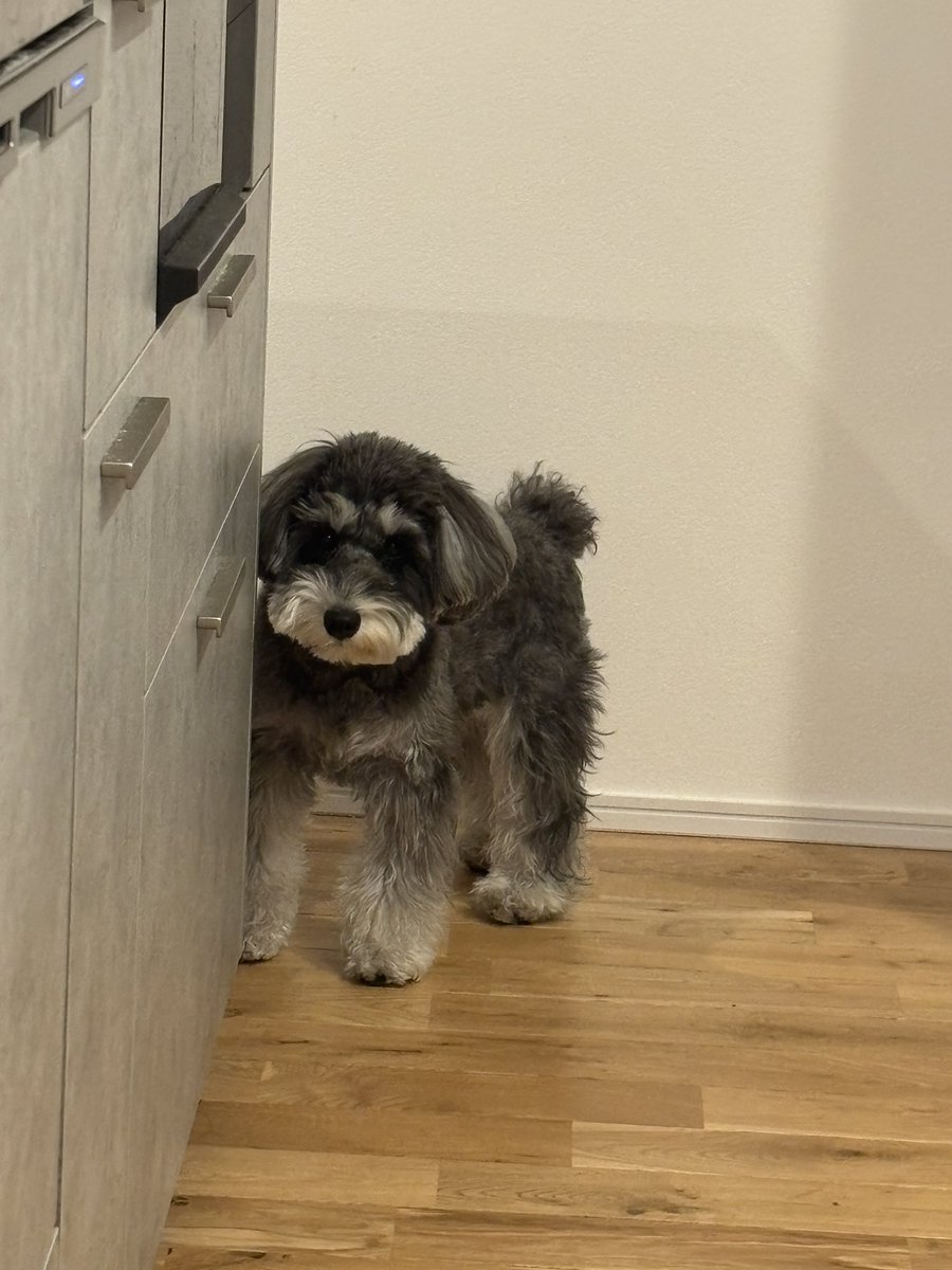 ジジ (@jiji_240129) / Posts and Replies / X