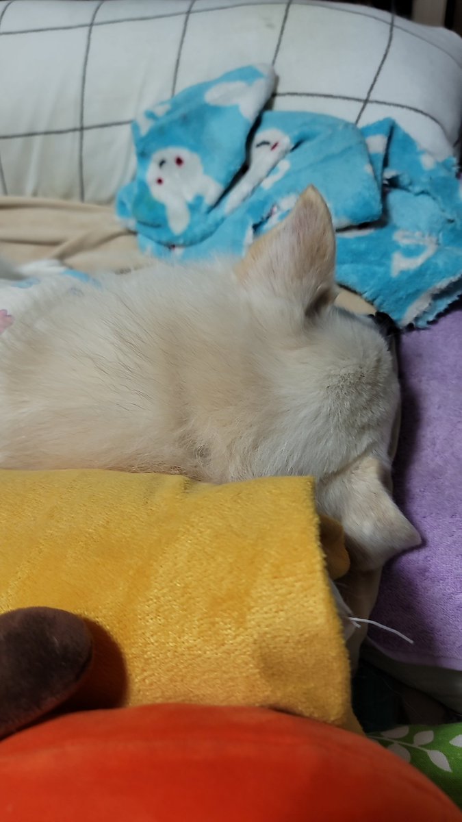 왓슨이 뒤통수 보세요오