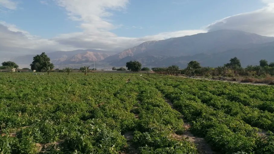 أمطار الخير المتلاحقة تنعش آمال المزارعين ومربي المواشي بموسم جيد #جريدة_الغد 