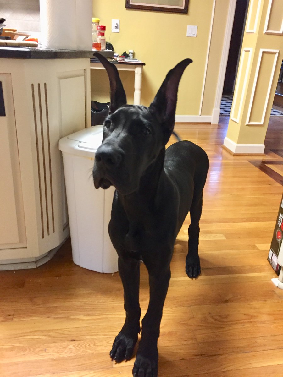 The Panic tweet media