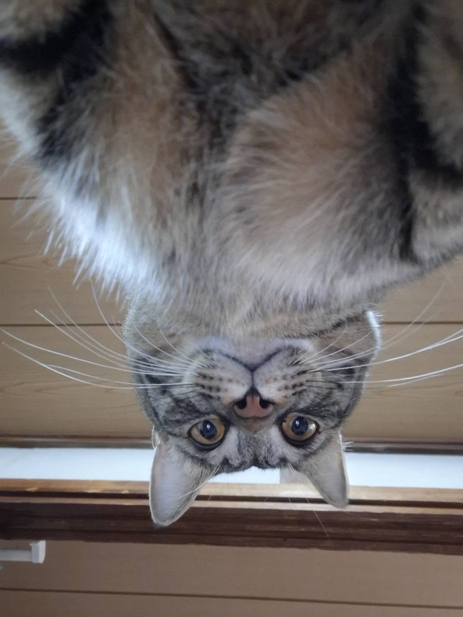 寝たふりを見破っている猫の圧