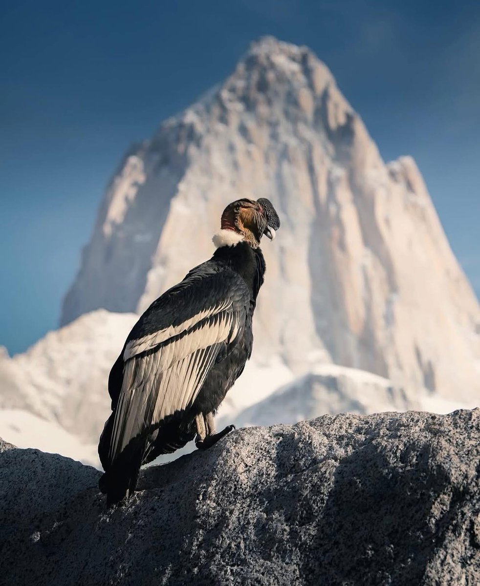 Imagen_Arg's tweet image. El Rey de los Andes - Cóndor Andino 💙
Ph tylekki