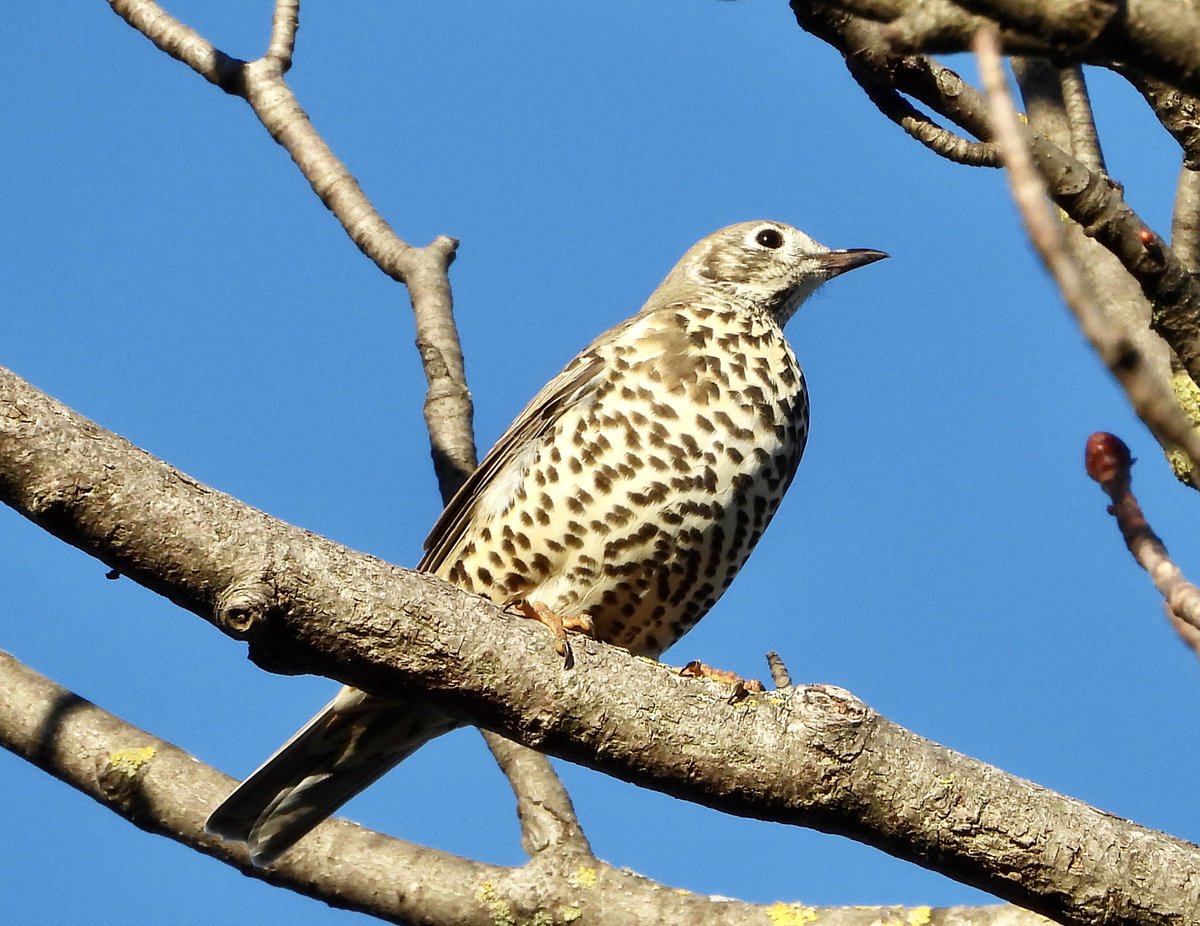 die misteldrossel hat wieder saison (und der FaVoWa meldet sich nach längerer absenz wieder zurück)