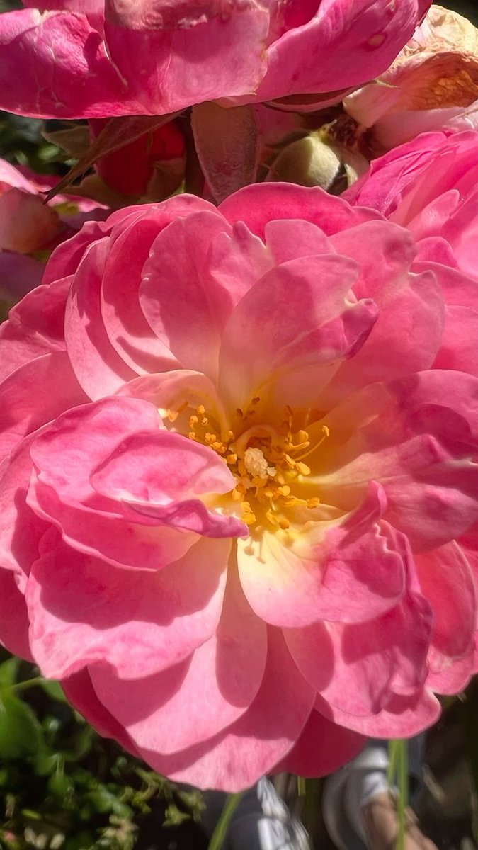 Vanessa Natali (@_natalifranco_) on Twitter photo 