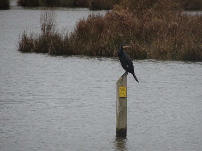 PvdA Lansingerland tweet media
