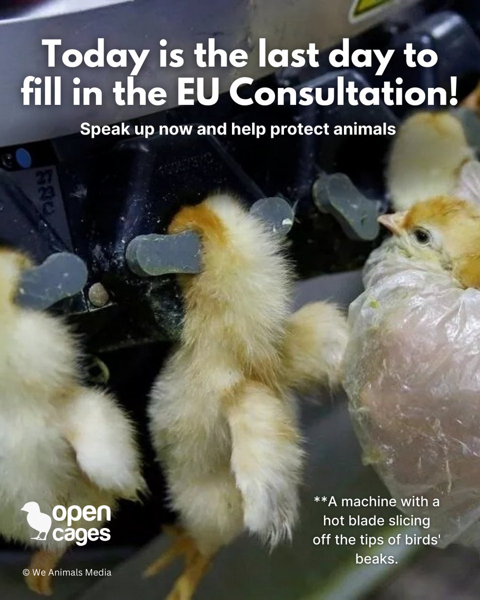 Anima (formerly Open Cages) tweet media